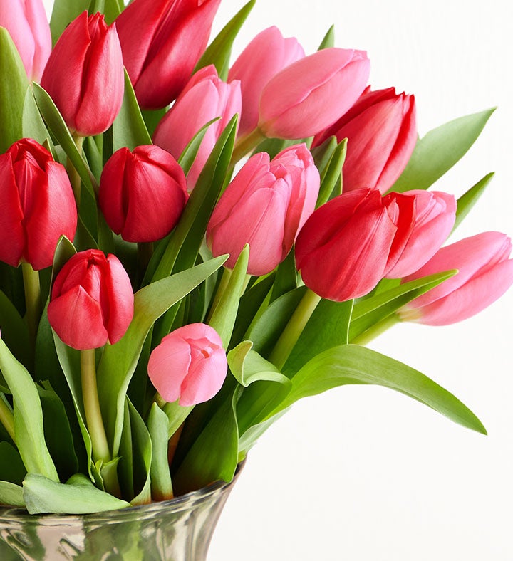 Sweetest Love Tulips