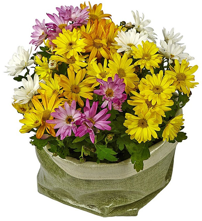 Basket of Daisy Plants
