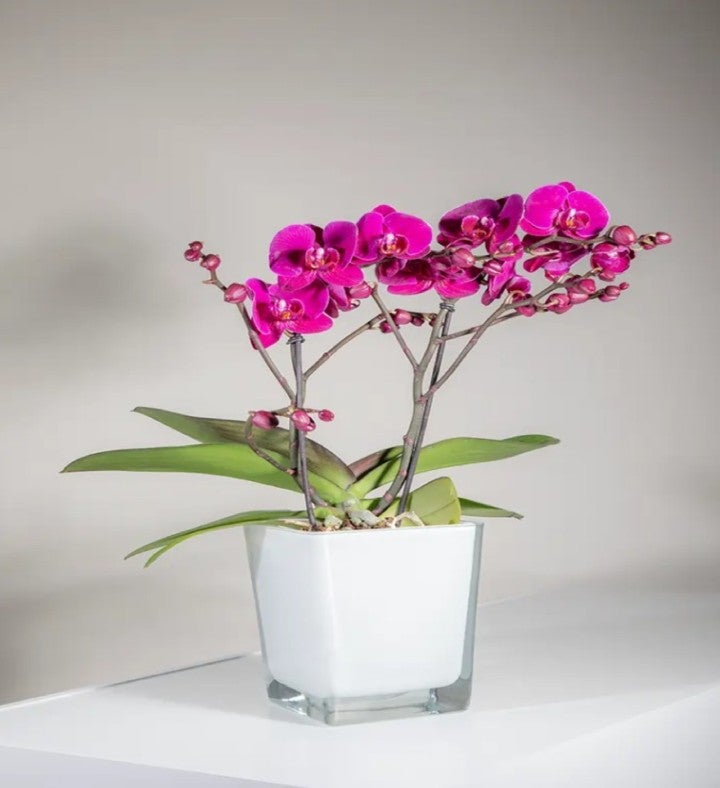 Pink Orchid Plant