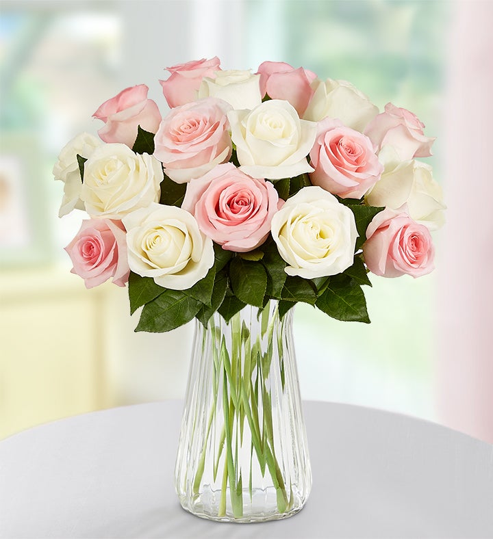 May Rose of the Month, Pink & White