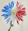 Firecracker Mums