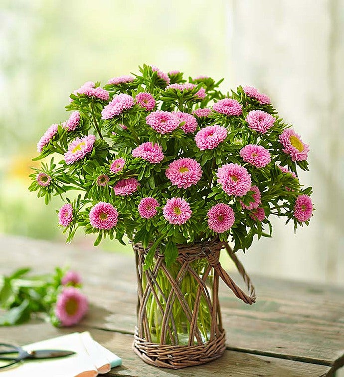 Fresh Cuts™ Pink Matsumoto Aster, 10-20 Stems | 1800Flowers.com-145718