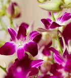 Exotic fresh Breeze™ Orchids