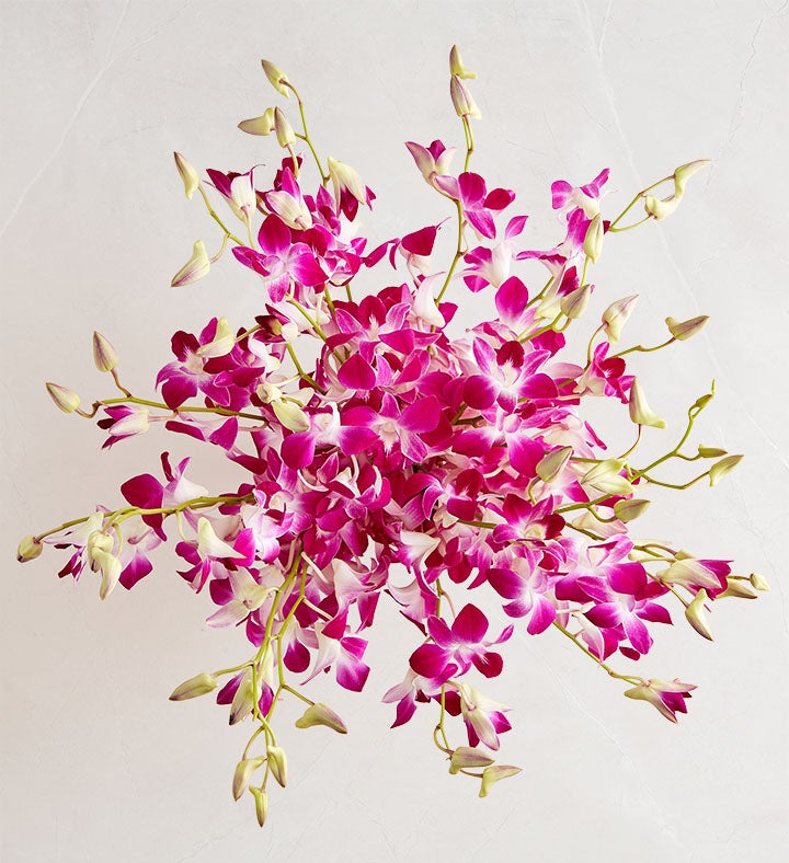 Exotic Breeze™ Orchids