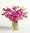 Sympathy Orchids