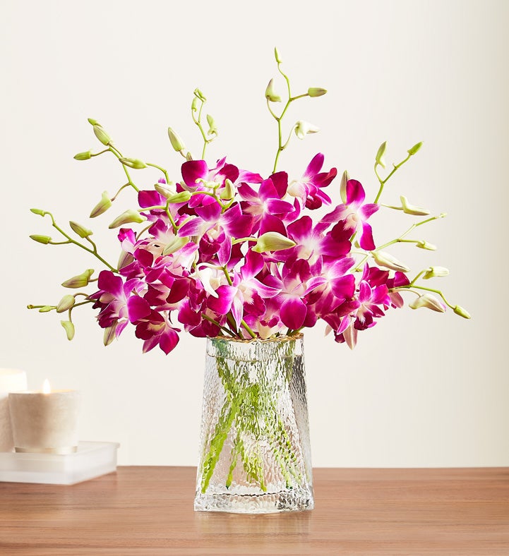 Sympathy Orchids