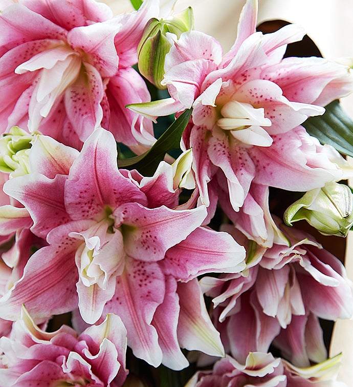 Fresh Market Double Bloom Pink Lily Bouquet | 1800Flowers.com - 148243