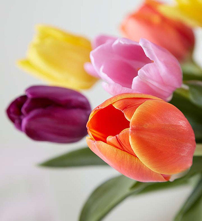 Mother’s Day Radiant Tulips: 15 30 Stems