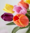 Assorted Tulip Bouquet