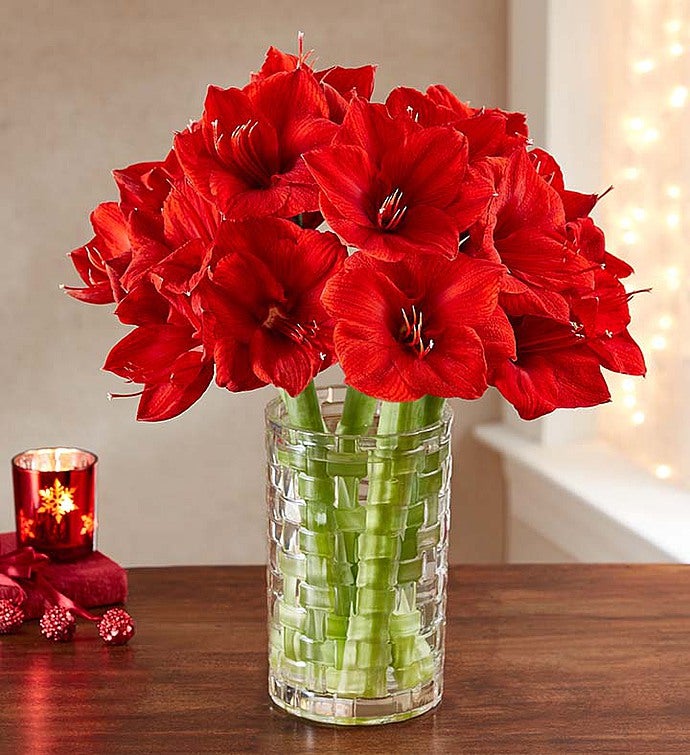 Red Lion Amaryllis Bouquet