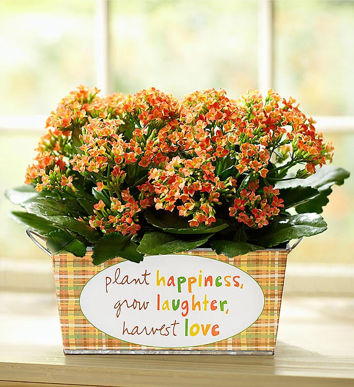 Sandra Magsamen® Happiness Blooms