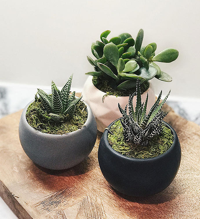 Magnetic Succulent Trio