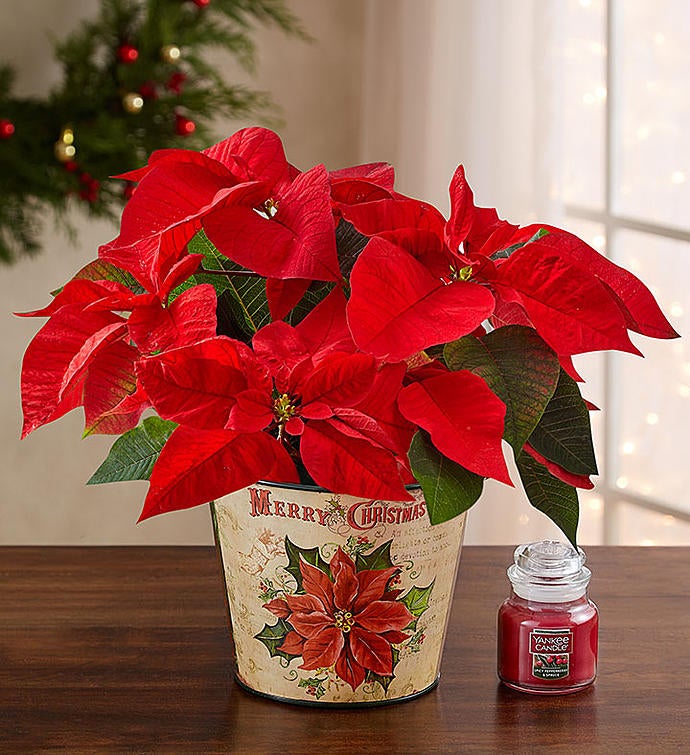 Holiday Traditions Poinsettia Plant