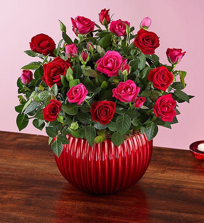 Breathtaking Bi Color Rose Plant