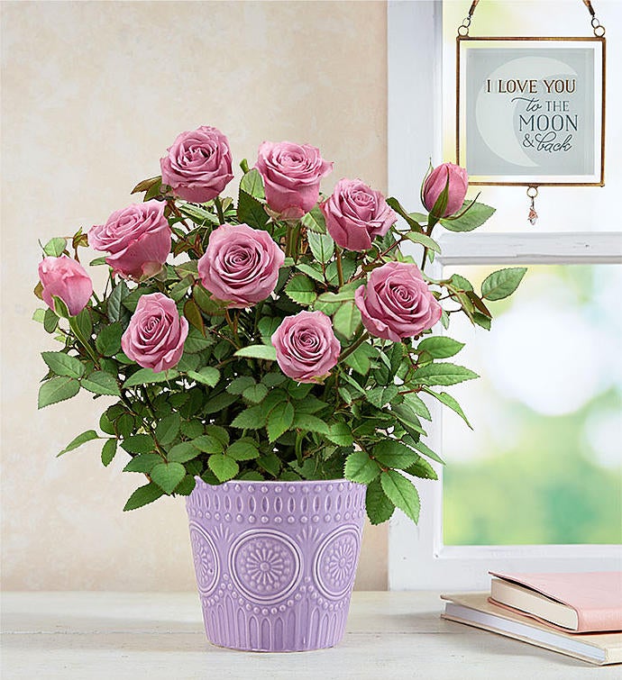 Lavish Lavender Rose