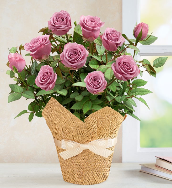 Lovely Lavender Rose
