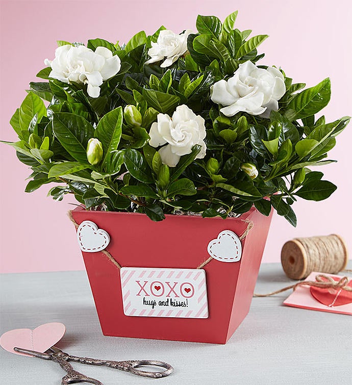 Valentine's Day Gardenia Plant