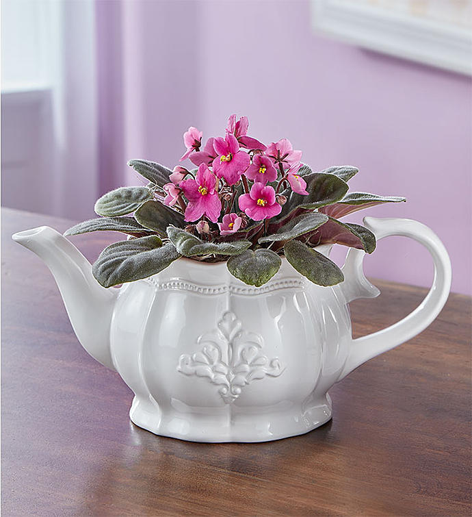 Time for Tea Violet Plant