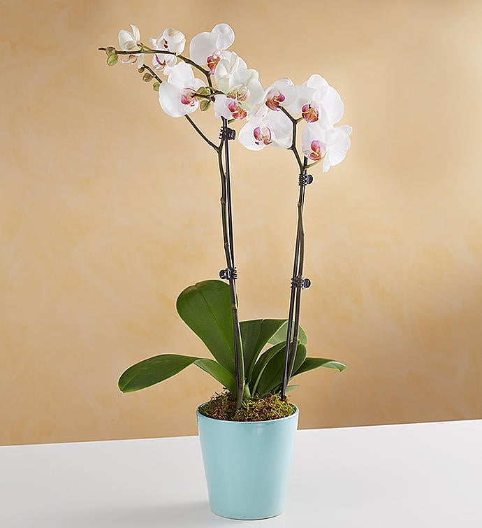 Sweet Blooms Orchid