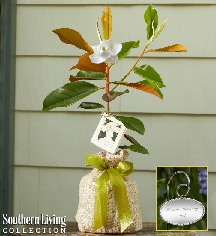 Magnolia Tree