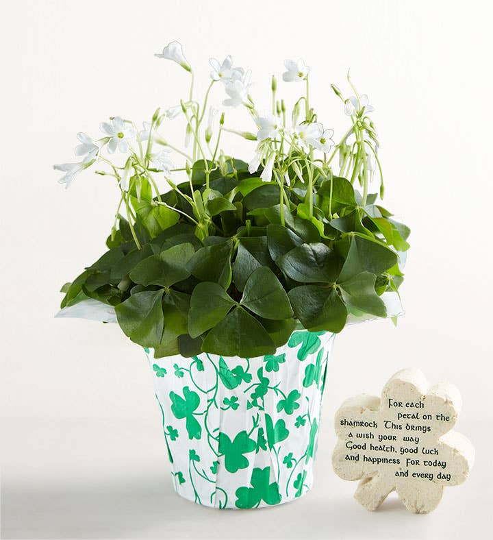 Oxalis Plant & Keepsake Clover
