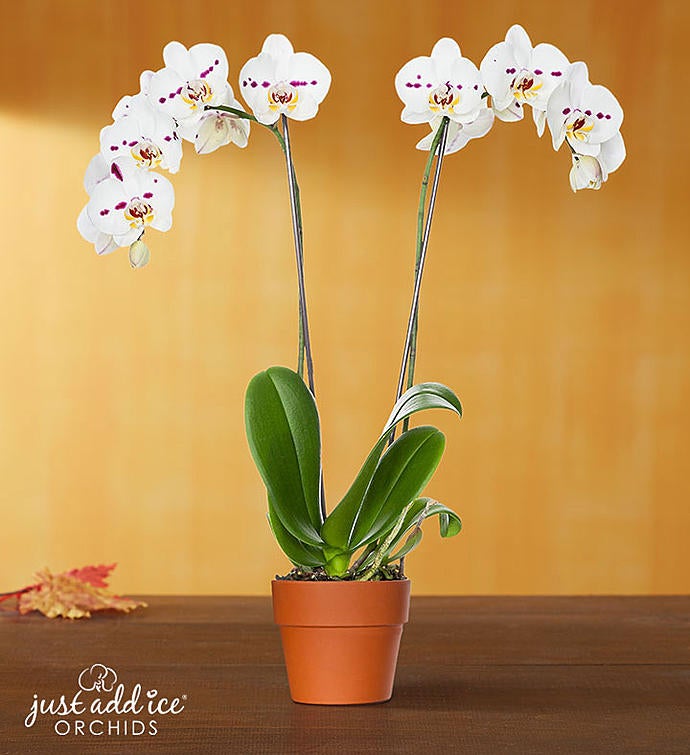 Harvest Blooms Orchid