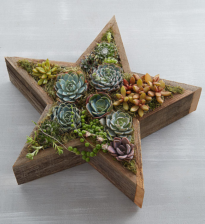 Wood Star Succulent