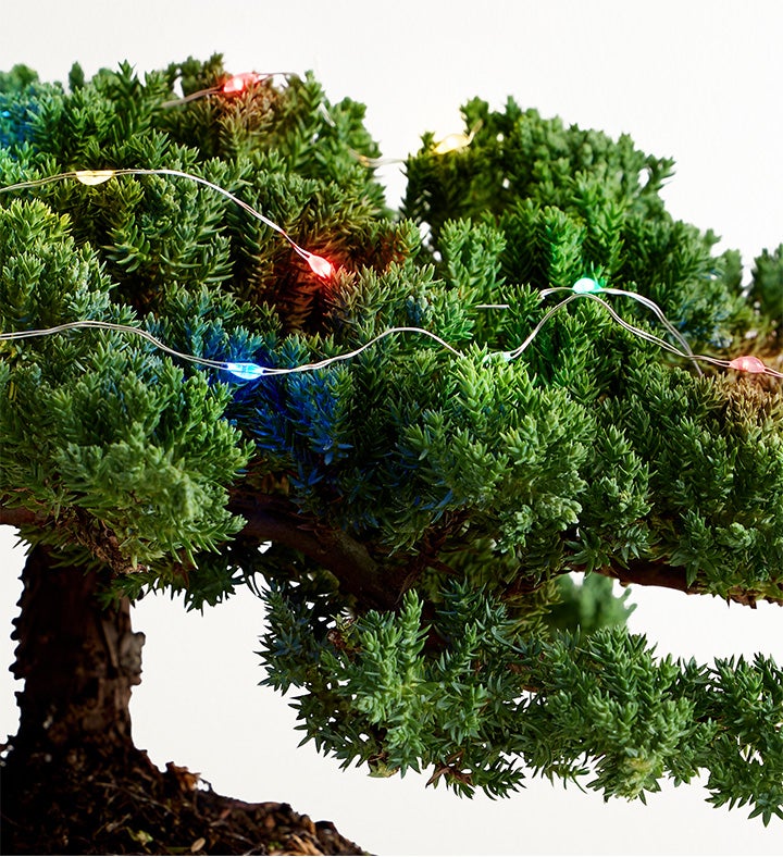 Merry Christmas Bonsai