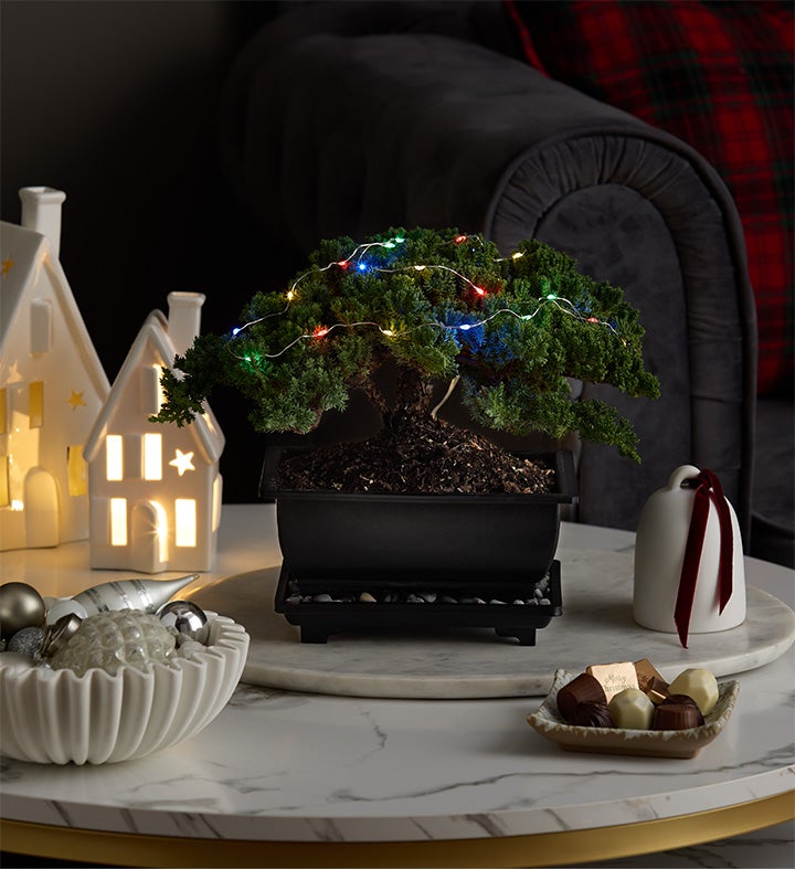 Merry Christmas Bonsai