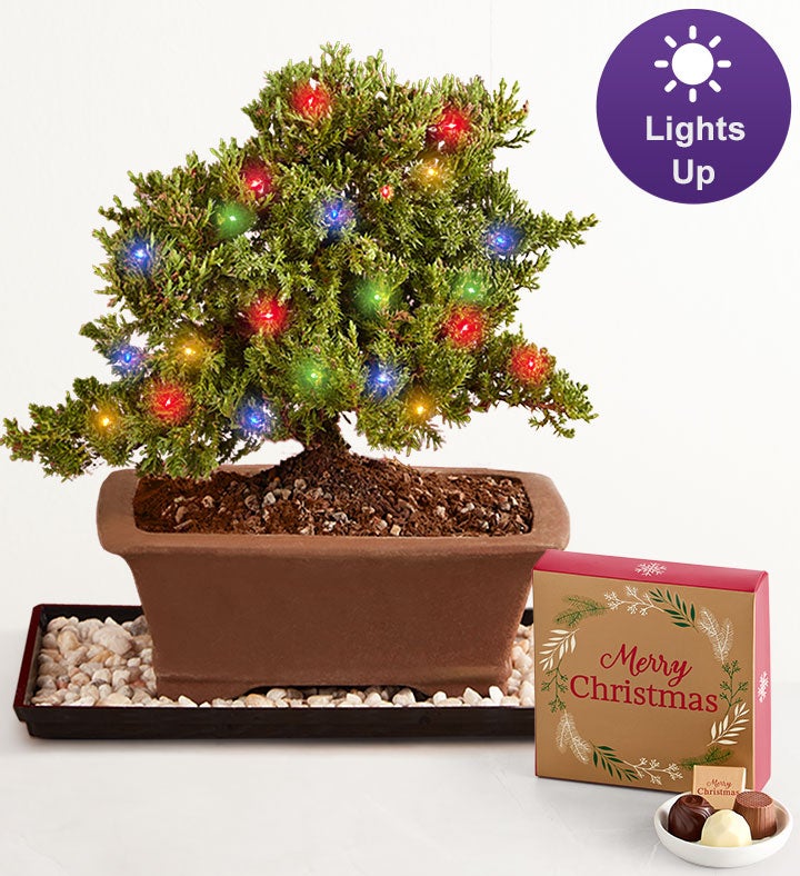 Merry Christmas Bonsai