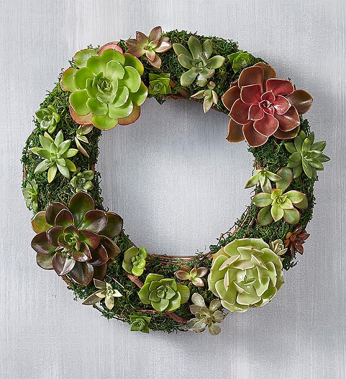 Live Succulent Wreath