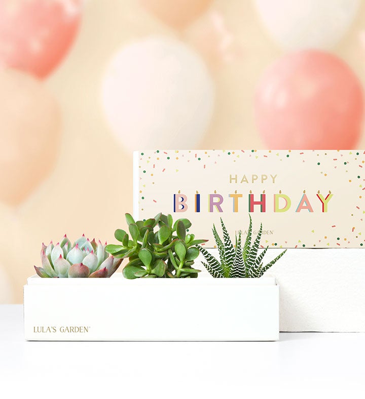 Happy Birthday Succulents by Lula’s Garden®