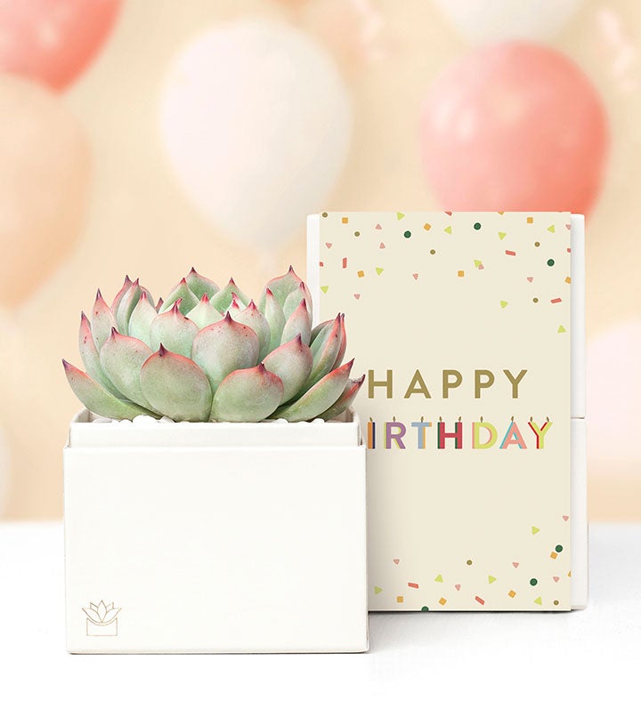 Happy Birthday Succulents by Lula’s Garden®