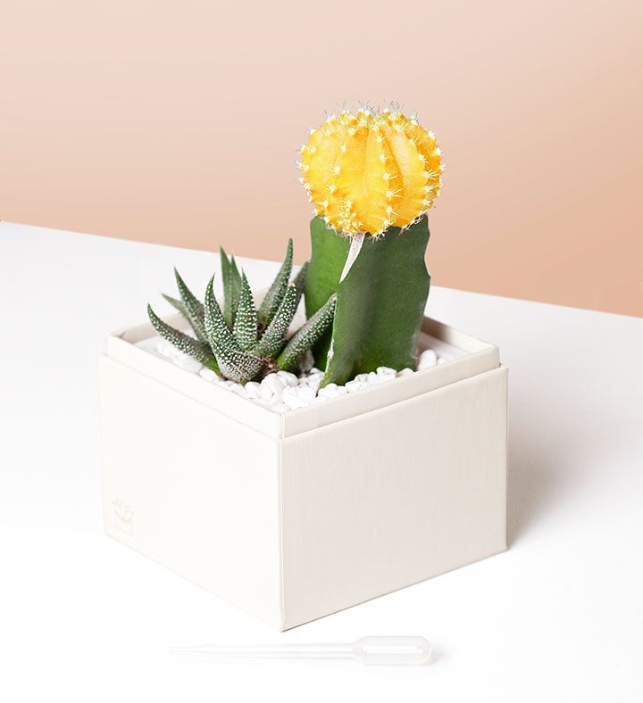 Thank You Succulents by Lula’s Garden - Thumbnail 3