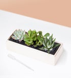 Thank You Succulents by Lula’s Garden®