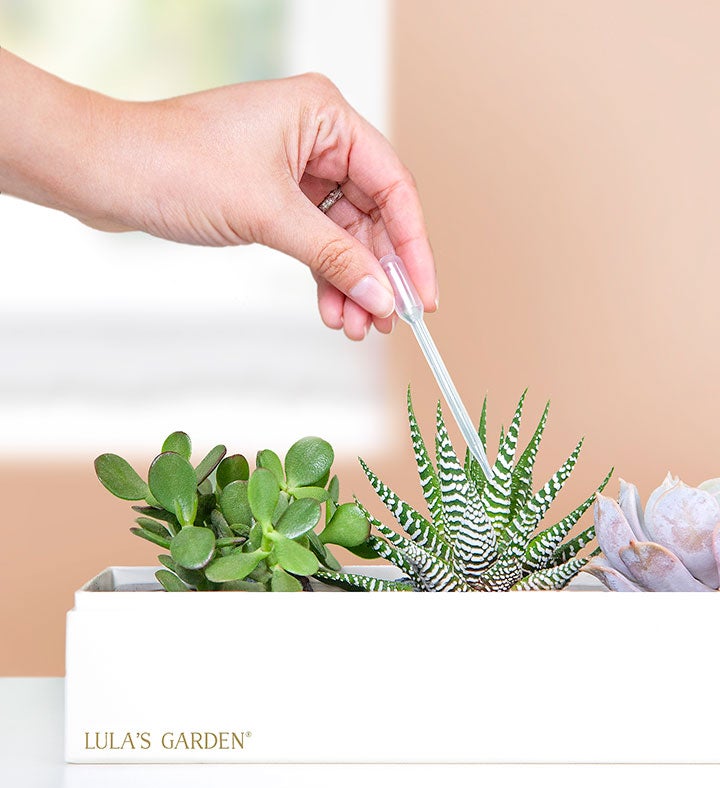 Thank You Succulents by Lula’s Garden