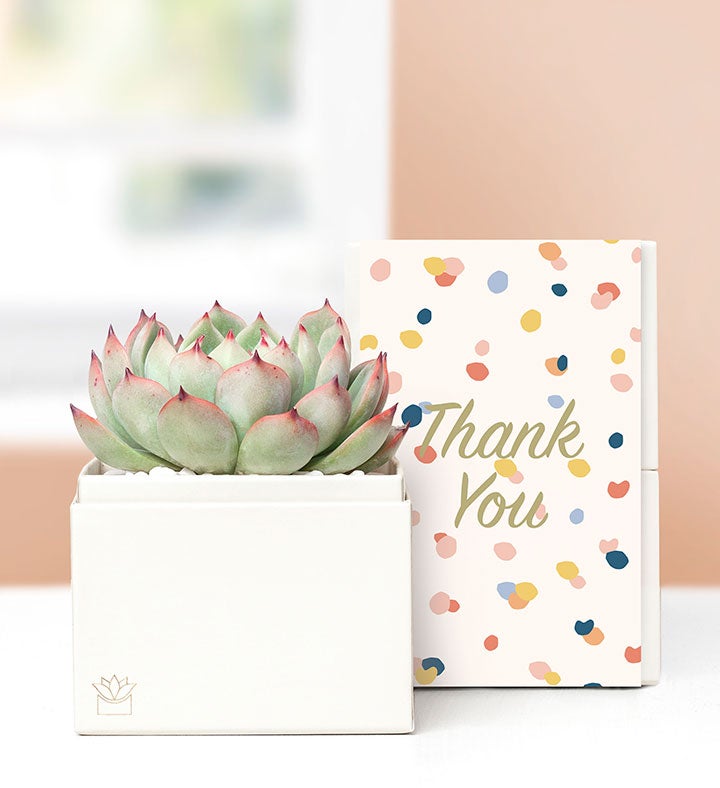 Thank You Succulents by Lula’s Garden®