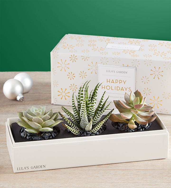 Holiday Succulents by Lula's Garden