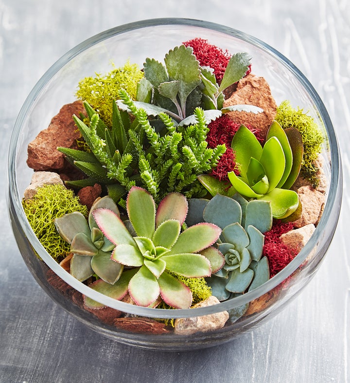 Glass Succulent Terrarium