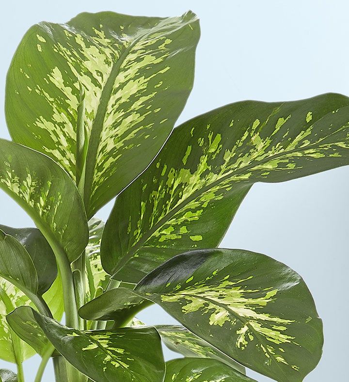 Dieffenbachia Plant (Dumb Cane)