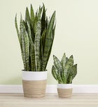 Snake Plant (Sansevieria)