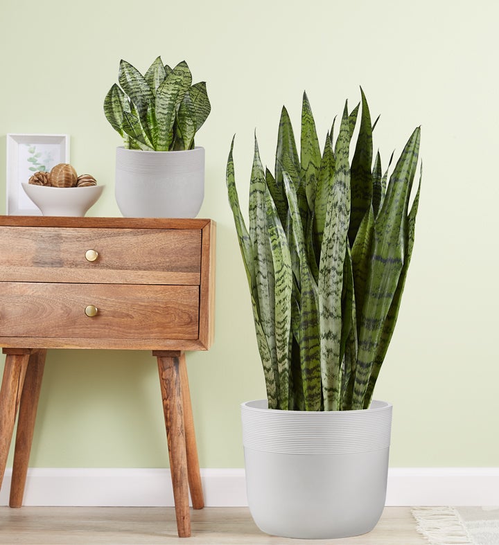 Snake Plant (Sansevieria)