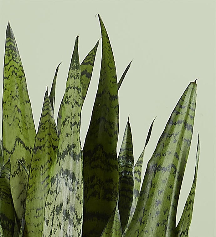 Snake Plant (Sansevieria)