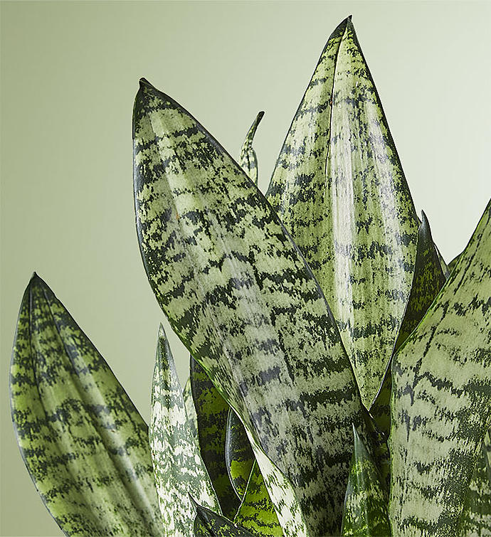 Snake Plant (Sansevieria)