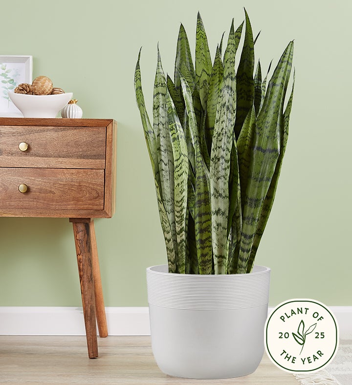 Snake Plant Sansevieria