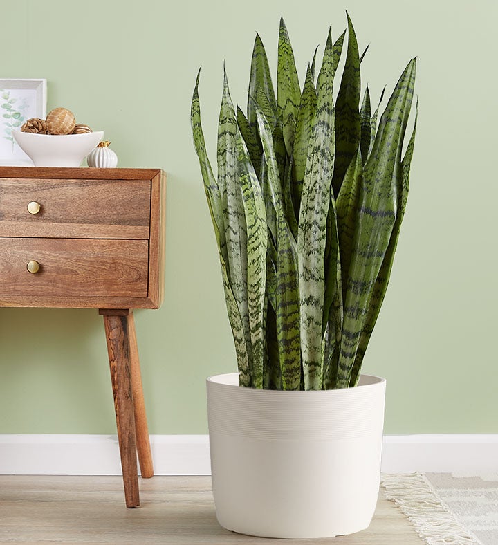 Snake Plant (Sansevieria)