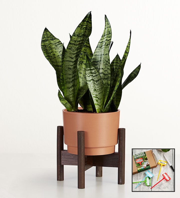 Snake Plant  Sansevieria