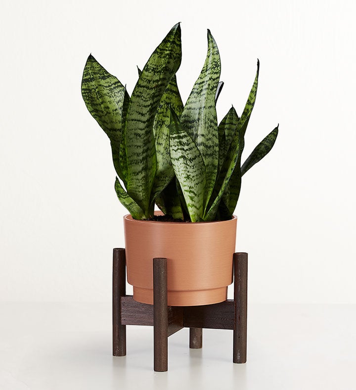 Snake Plant Sansevieria