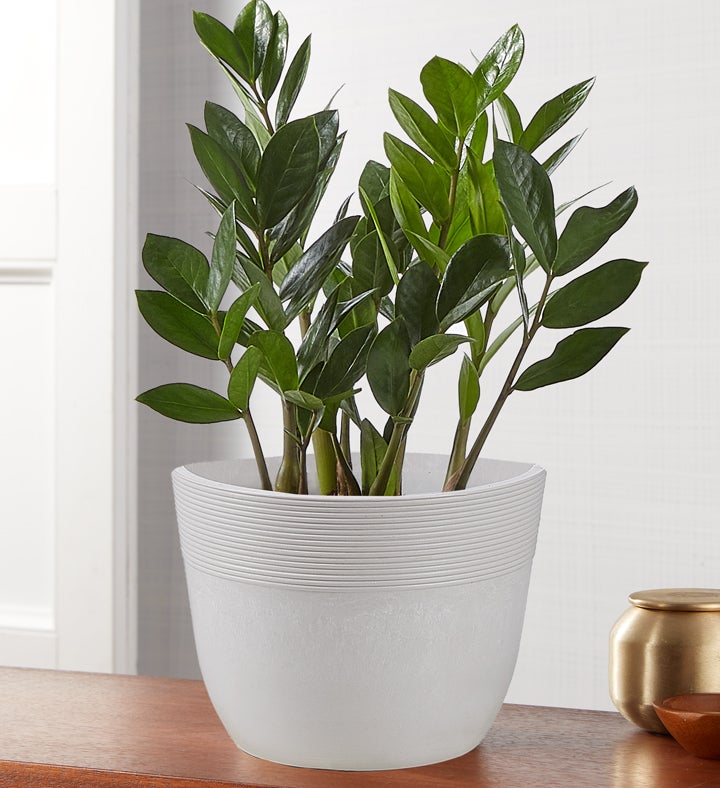 Zz Plant Zamioculcas Zamiifolia