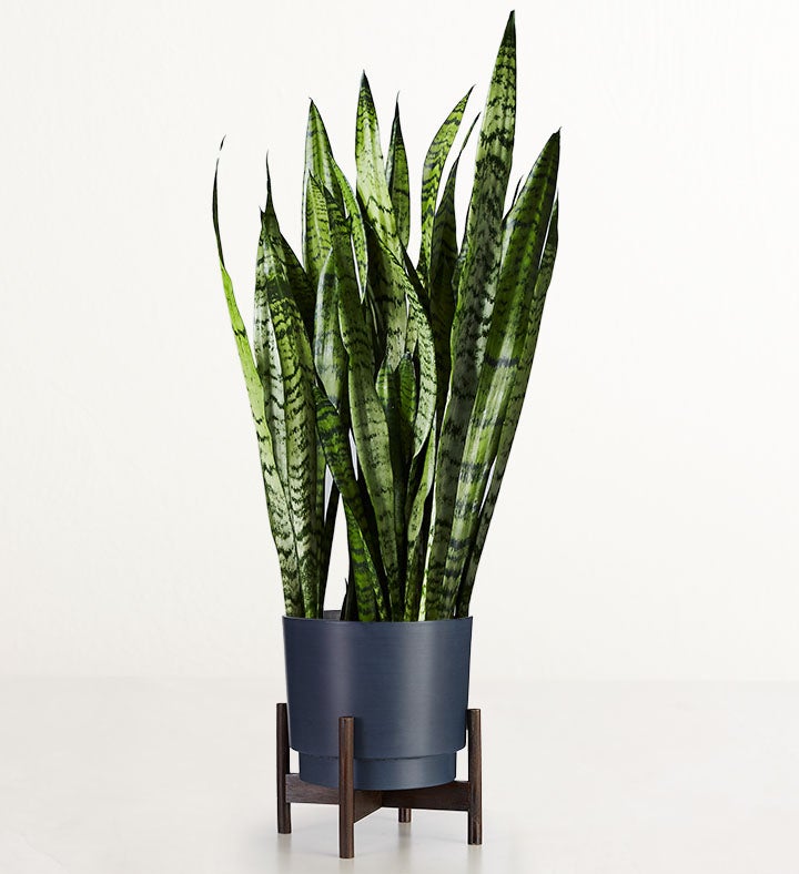 Snake Floor Plant  Sansevieria